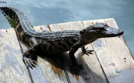 10-foot crocodile rescued from Florida swimming pool. Watch video here