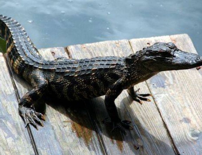10-foot crocodile rescued from Florida swimming pool. Watch video here