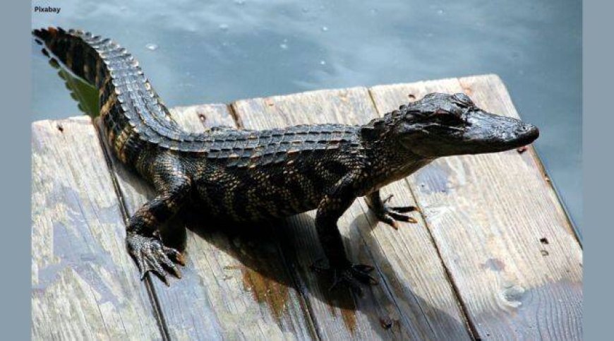 10-foot crocodile rescued from Florida swimming pool. Watch video here